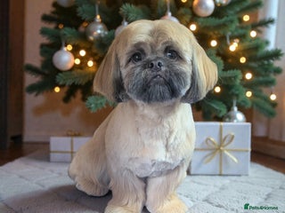 Shih Tzu dogs Rocco - Advert 4
