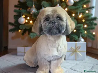 Shih Tzu dogs Rocco - Advert 3