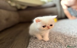 Exotic cats for sale: 4 beautiful exotic shorthair girls  - Image 3