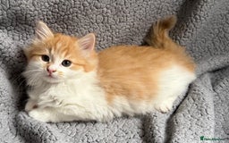 Mixed Breed cats for sale: SUPER FLUFFY KITTENS READY NOW - Advert 9