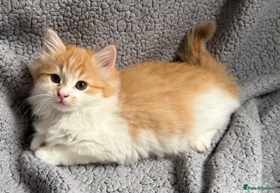 Mixed Breed cats for sale: SUPER FLUFFY KITTENS READY NOW - Advert 9