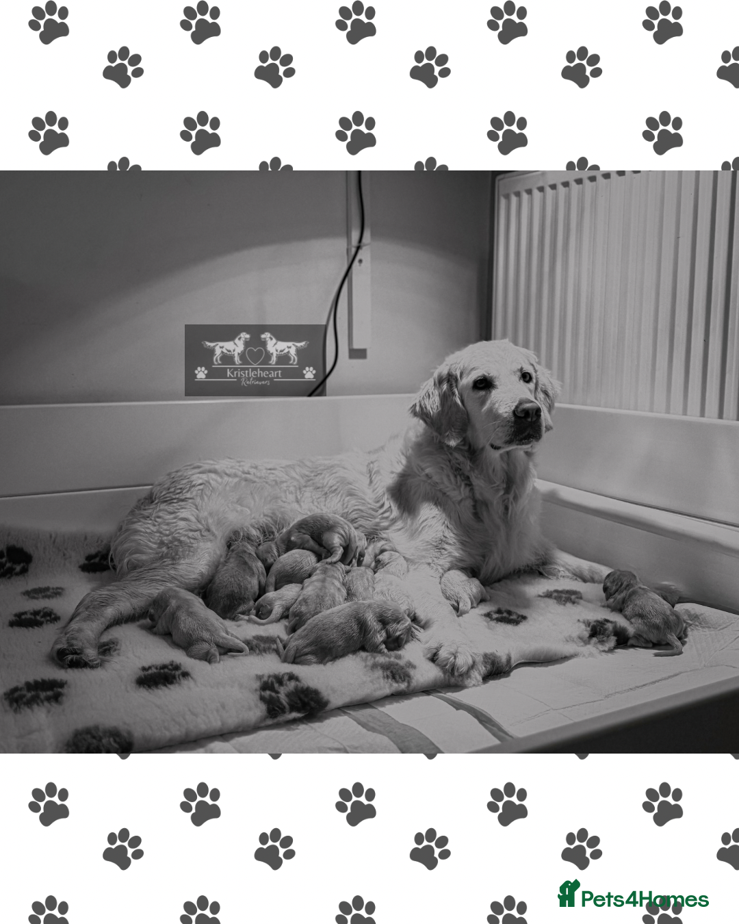 Golden Retriever dogs for sale: KC HEALTH TESTED PUPS - Advert 1