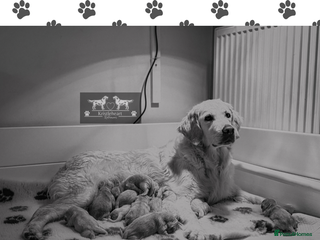 Golden Retriever dogs KC HEALTH TESTED PUPS - Advert 2