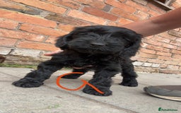Cockapoo dogs for sale: F1 Adorable CockerPoo Puppies  - Image 21