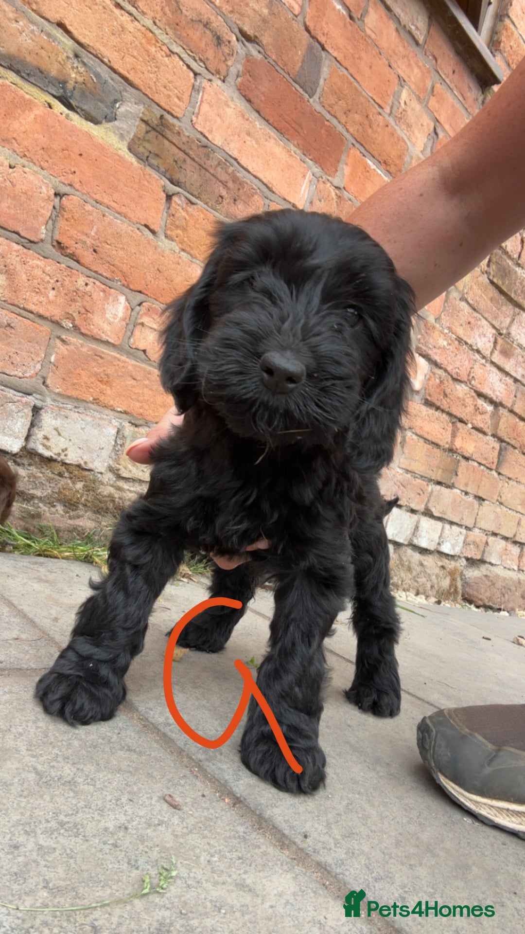 Cockapoo dogs for sale: F1 Adorable CockerPoo Puppies  - Image 21