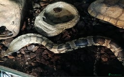 Snake reptiles for sale: False water cobra  - Image 1