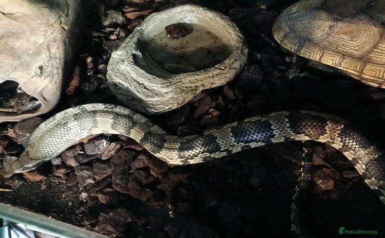 Snake reptiles - Advert 3