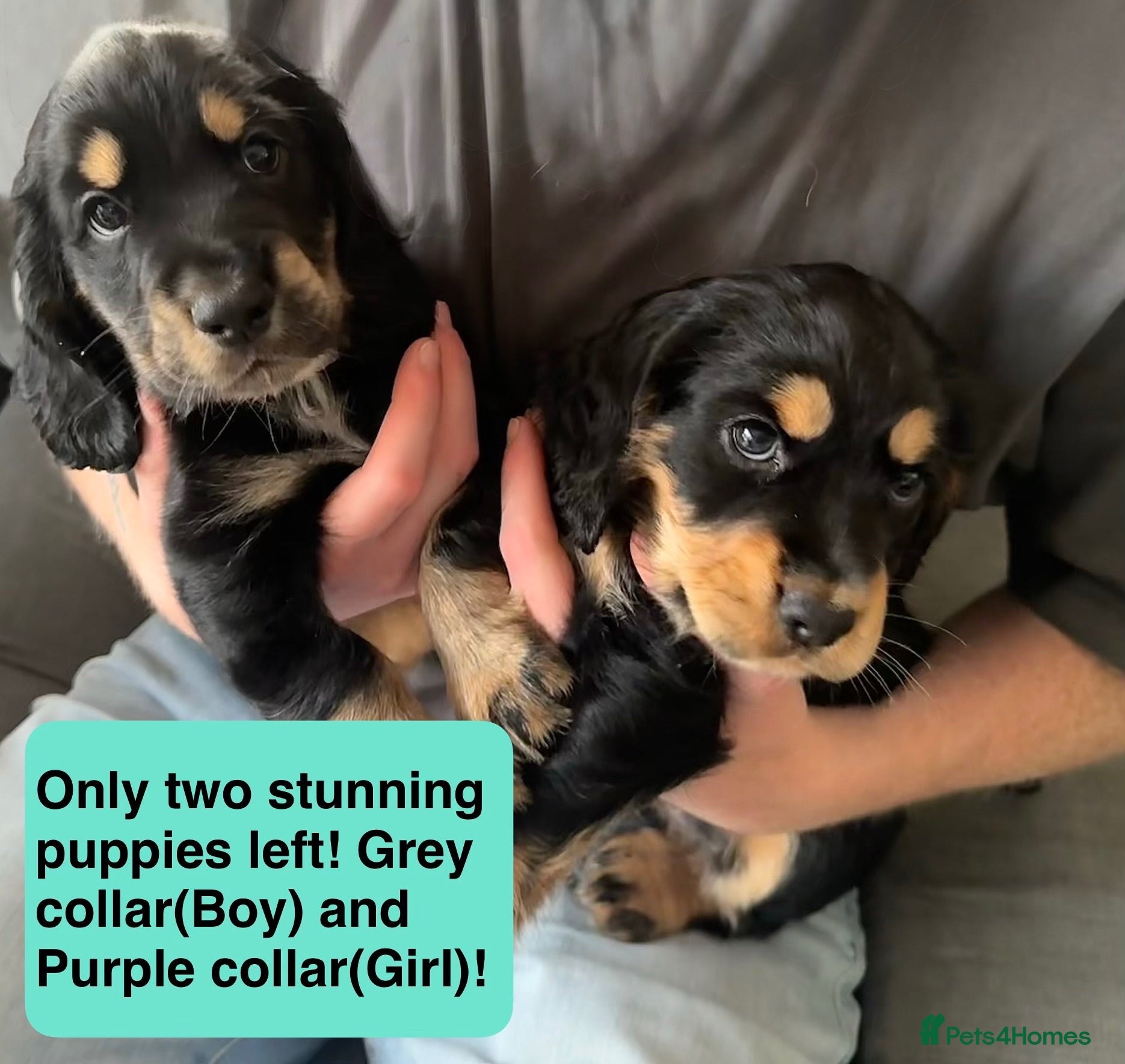 Cocker Spaniel dogs Stunning Cocker Spaniel Puppies - Advert 15