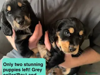Cocker Spaniel dogs Stunning Cocker Spaniel Puppies - Advert 15