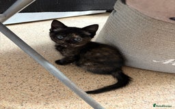 Mixed Breed cats for sale: Kittens For Sale - Image 2