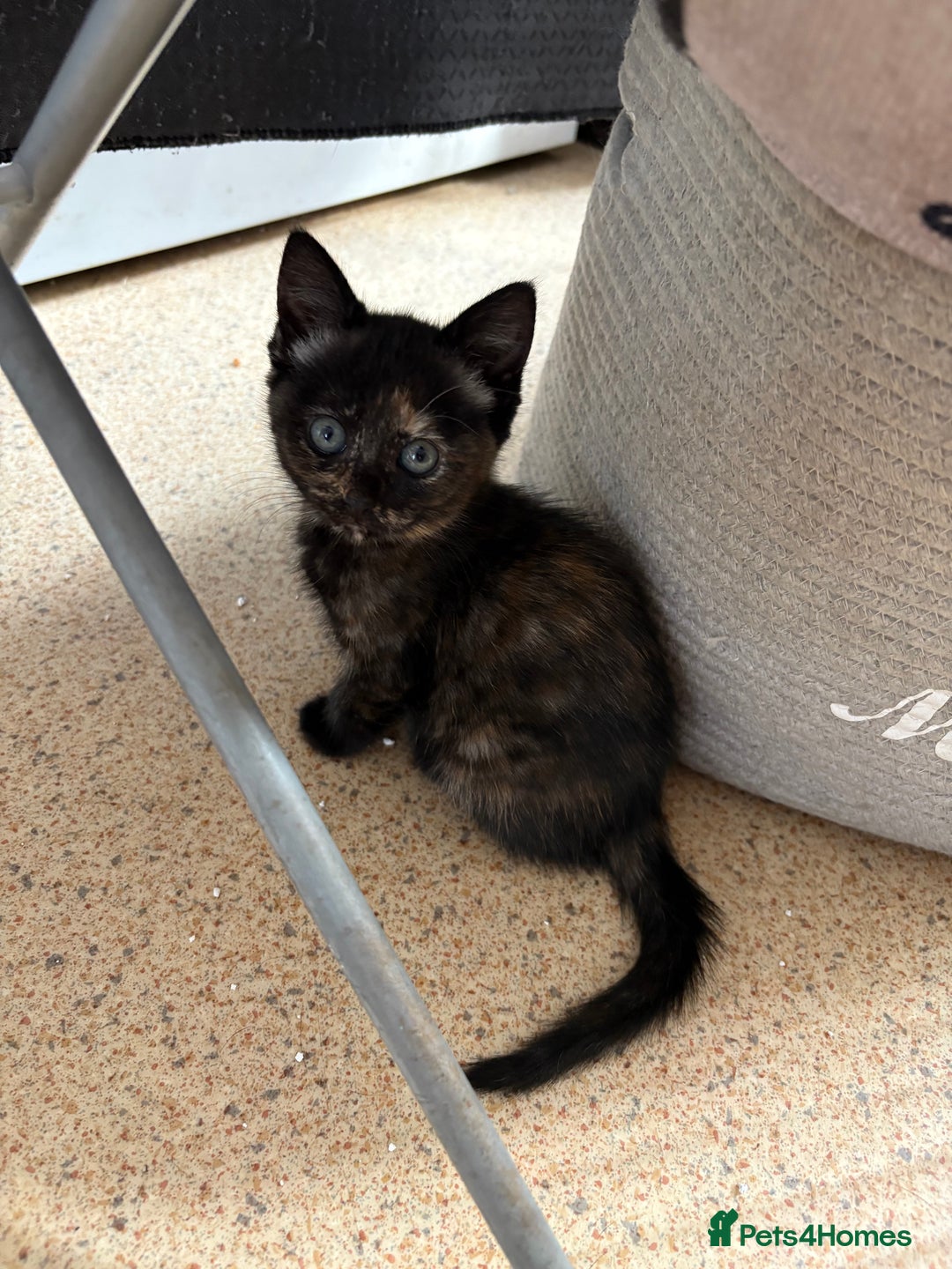 Mixed Breed cats for sale: Kittens For Sale - Image 2