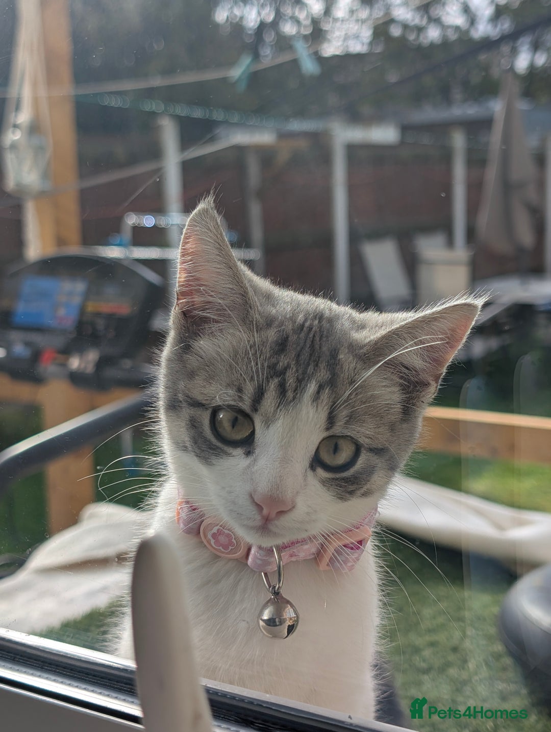 Domestic Shorthair cats for sale: Tabby Kitten - Image 1