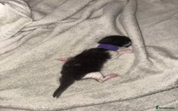 Domestic Shorthair cats for sale: Kittens for sale  - Image 20
