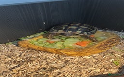 Hermann Tortoise reptiles for sale: Female tortoise  - Image 2