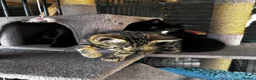 Bengal cats for sale: Gorgeous part bengal kittens ready for loving home - Advert 10