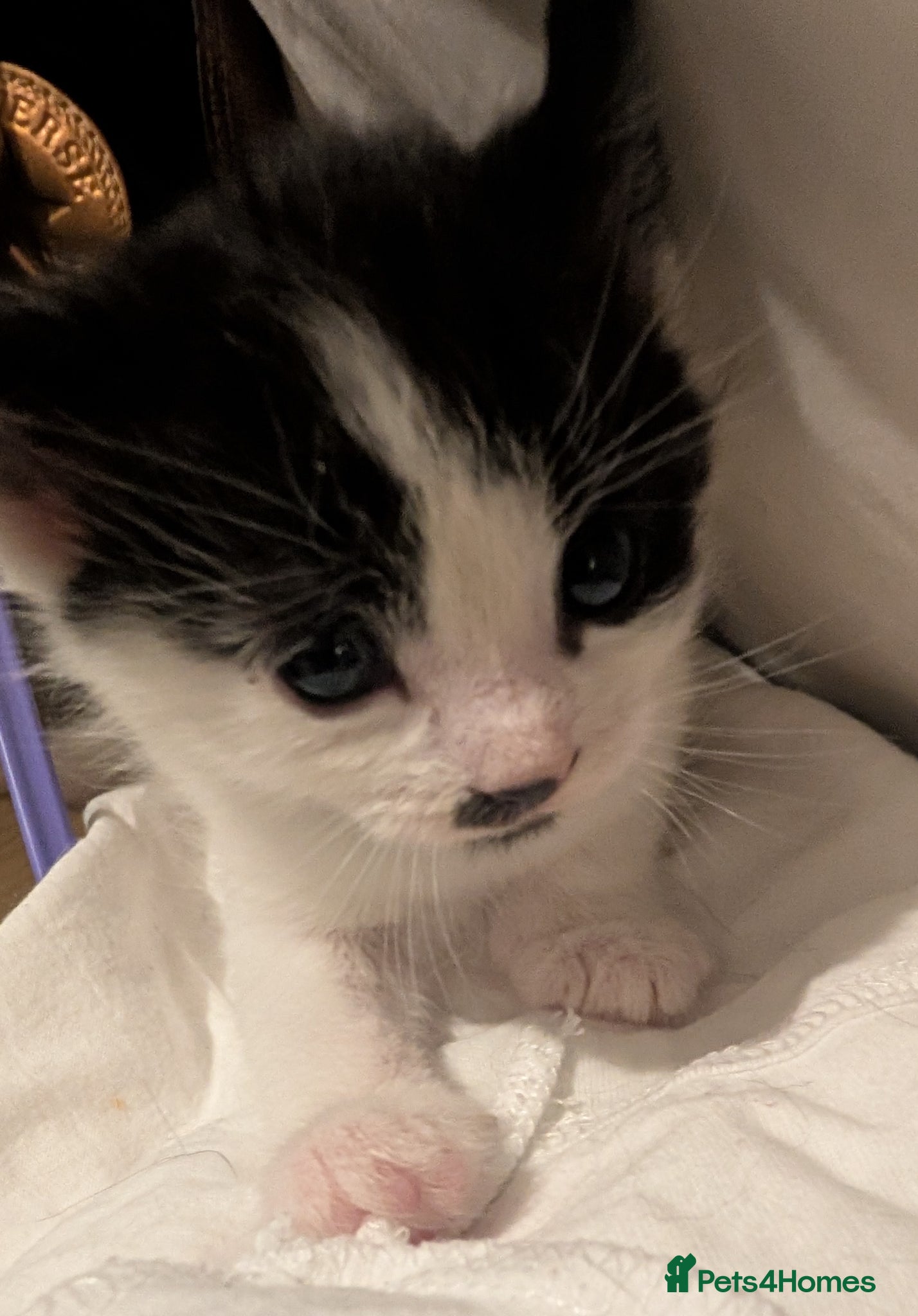 Domestic Shorthair cats for sale: 🖤 LAST KITTEN REMAINING – Midnight 🖤 - Advert 25
