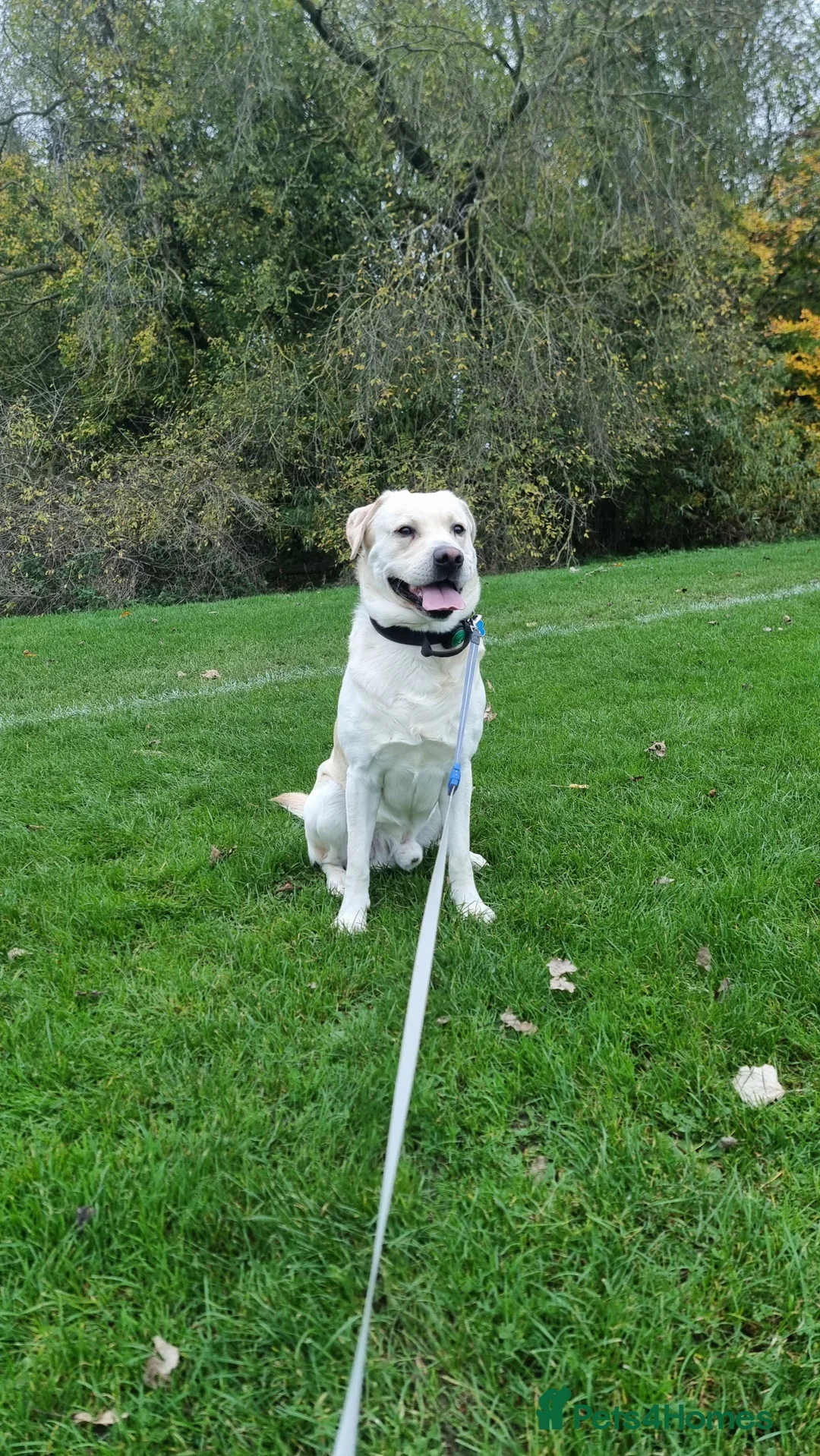 Labrador Retriever dogs for stud: Rocky in Kettering - Advert 2
