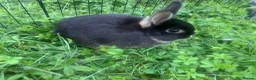 Netherland Dwarf rabbits for sale: URGENT 1 LEFT - Advert 30