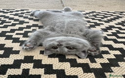 British Shorthair cats for sale: ONLY 1 BOY LEFT -BSH Blue Kittens - Image 9