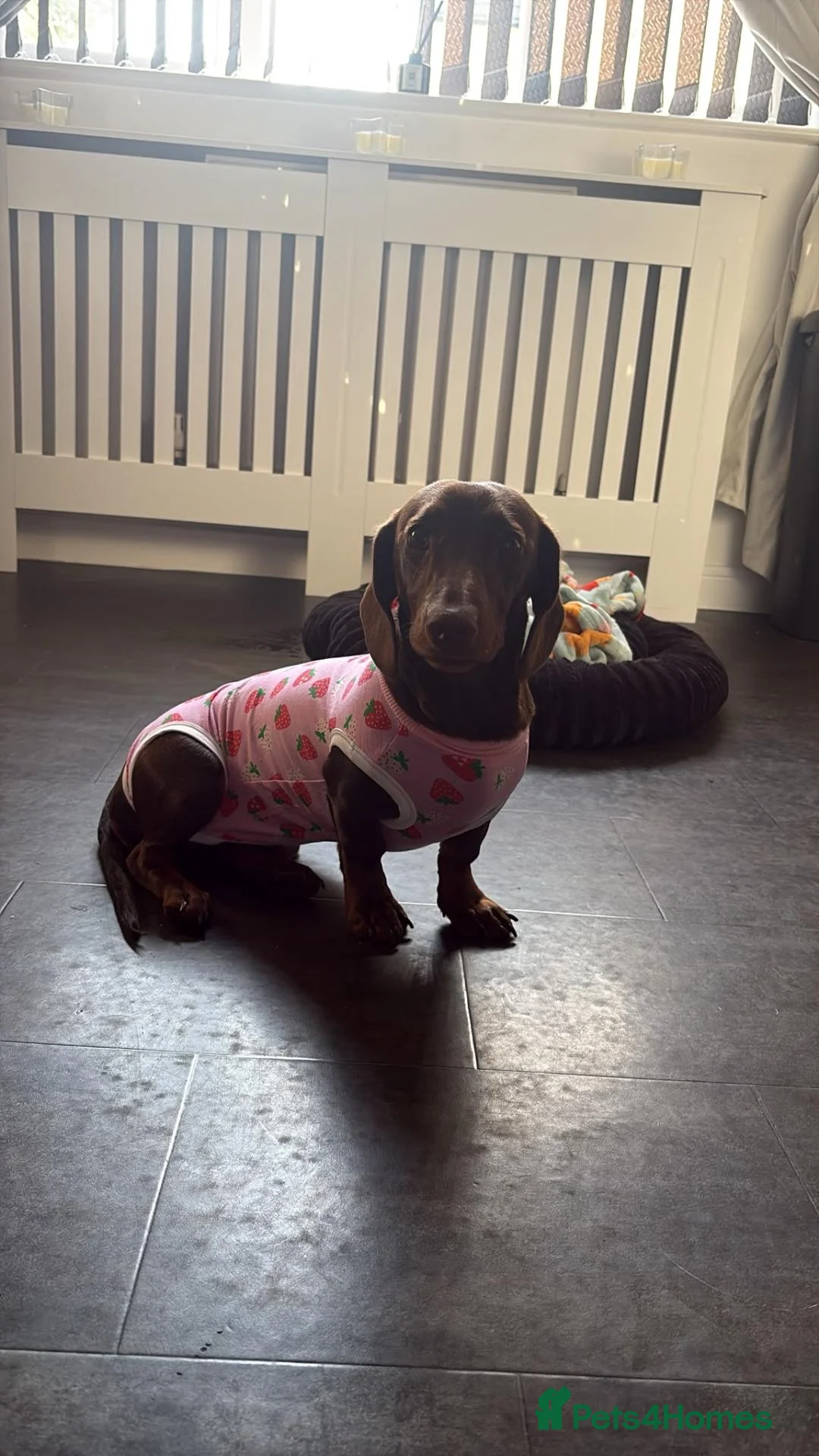 Dachshund dogs for sale: 8 month old puppy  in Brough - Advert 2