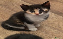 Mixed Breed cats for sale: Beautiful playful kittens - Image 2