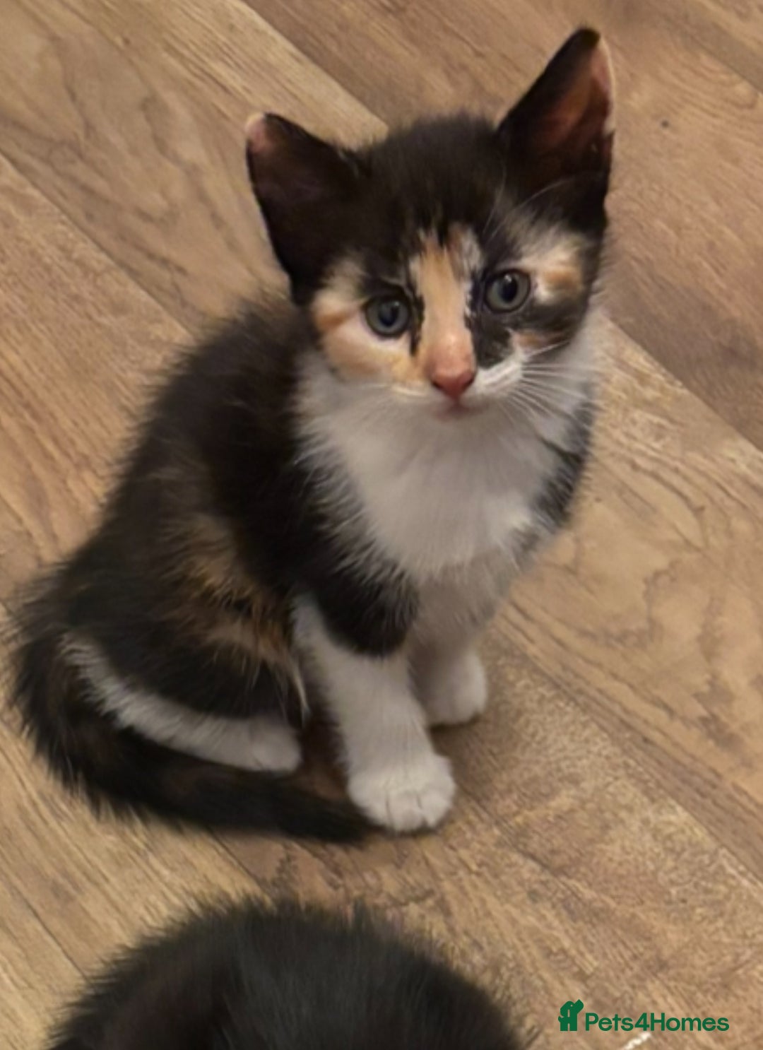 Mixed Breed cats for sale: Beautiful playful kittens - Image 2