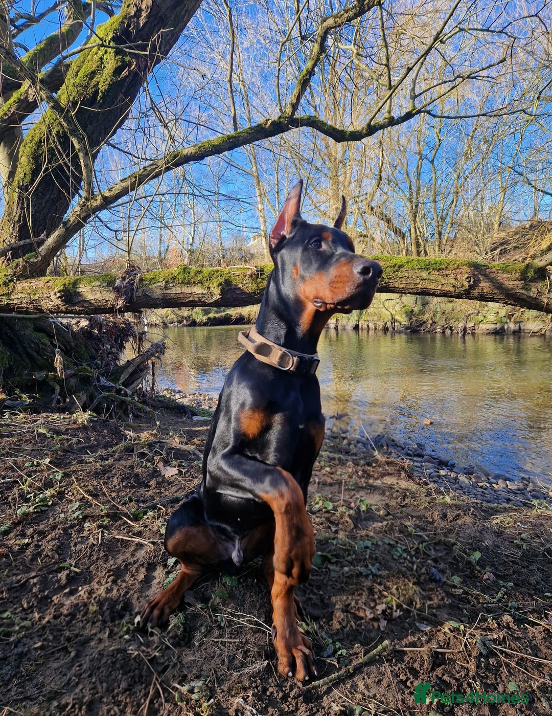 Dobermann dogs for sale: European Male Doberman imported from - Advert 1