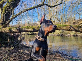 Dobermann dogs European Male Doberman imported from - Advert 2