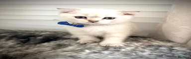 Scottish Fold 1