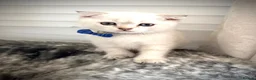 Scottish Fold cats for sale: Adorable Pure Scottish folded kittens 😍🥰 in Northampton - Advert 8