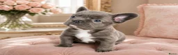 French Bulldog dogs for sale: LILAC,BLUE,FLUFFY - Advert 8