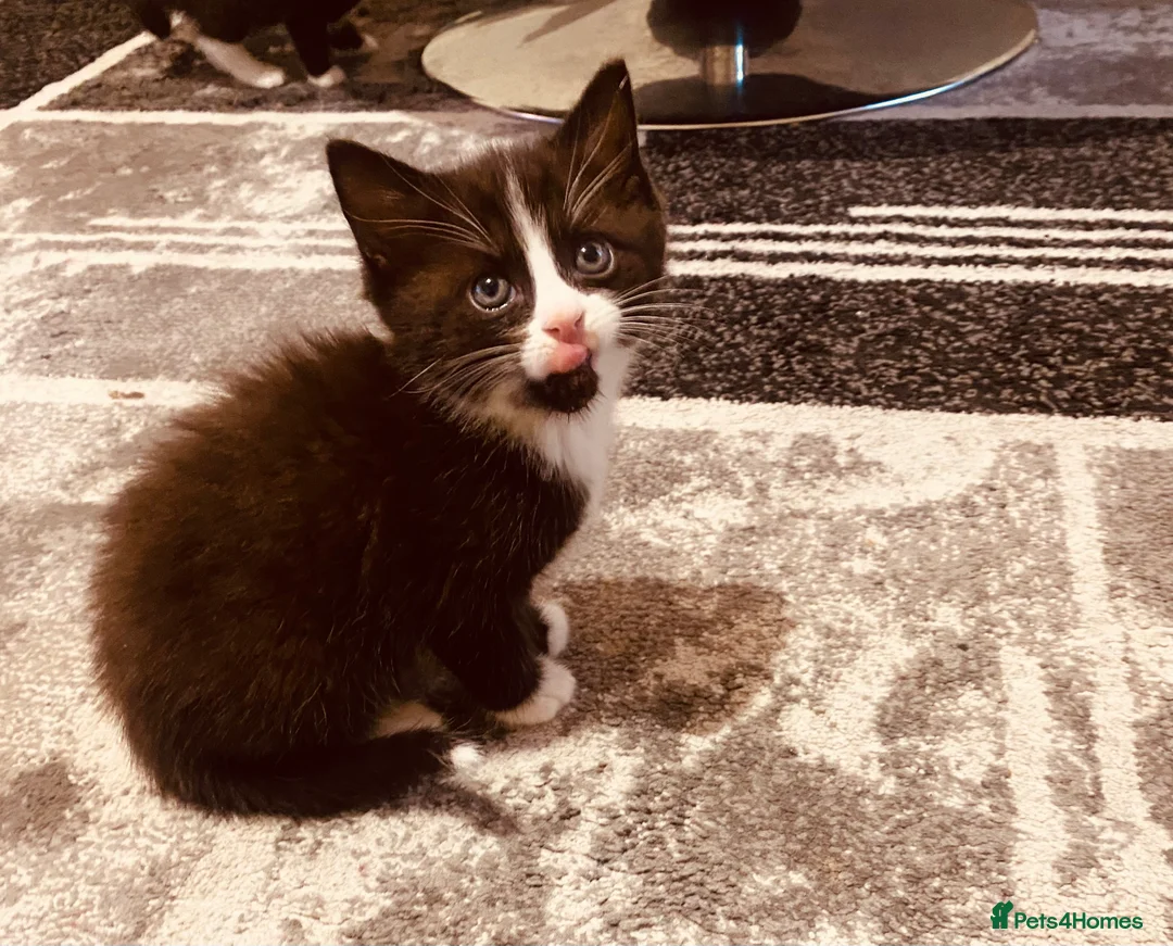 Mixed Breed cats for sale: Beautiful Ragdoll and tuxedo mix  in Birmingham - Advert 2