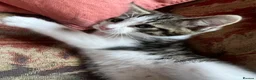 Mixed Breed cats for sale: Siberian X kittens ready now - Advert 5