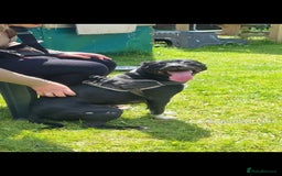 Mixed Breed dogs for sale: Miley  - Image 1