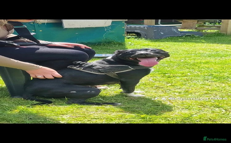 Mixed Breed dogs - Advert 1