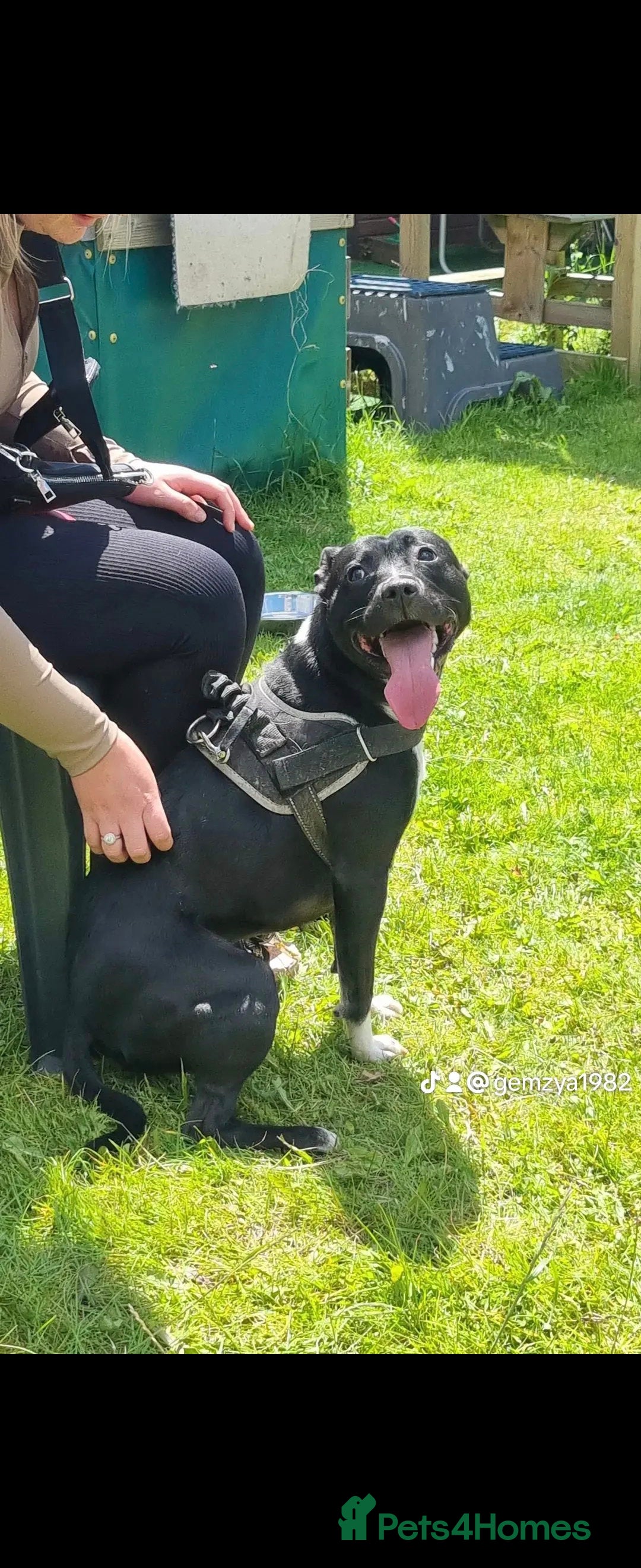 Mixed Breed dogs for sale: Miley  - Image 1