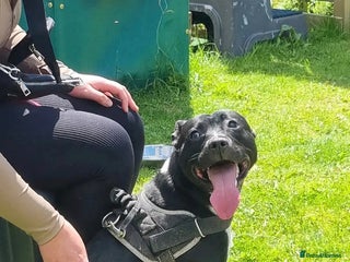 Mixed Breed dogs for sale - Advert 1