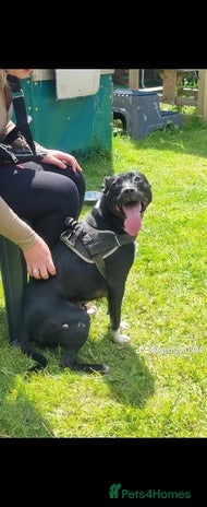 Mixed Breed dogs - Advert 1