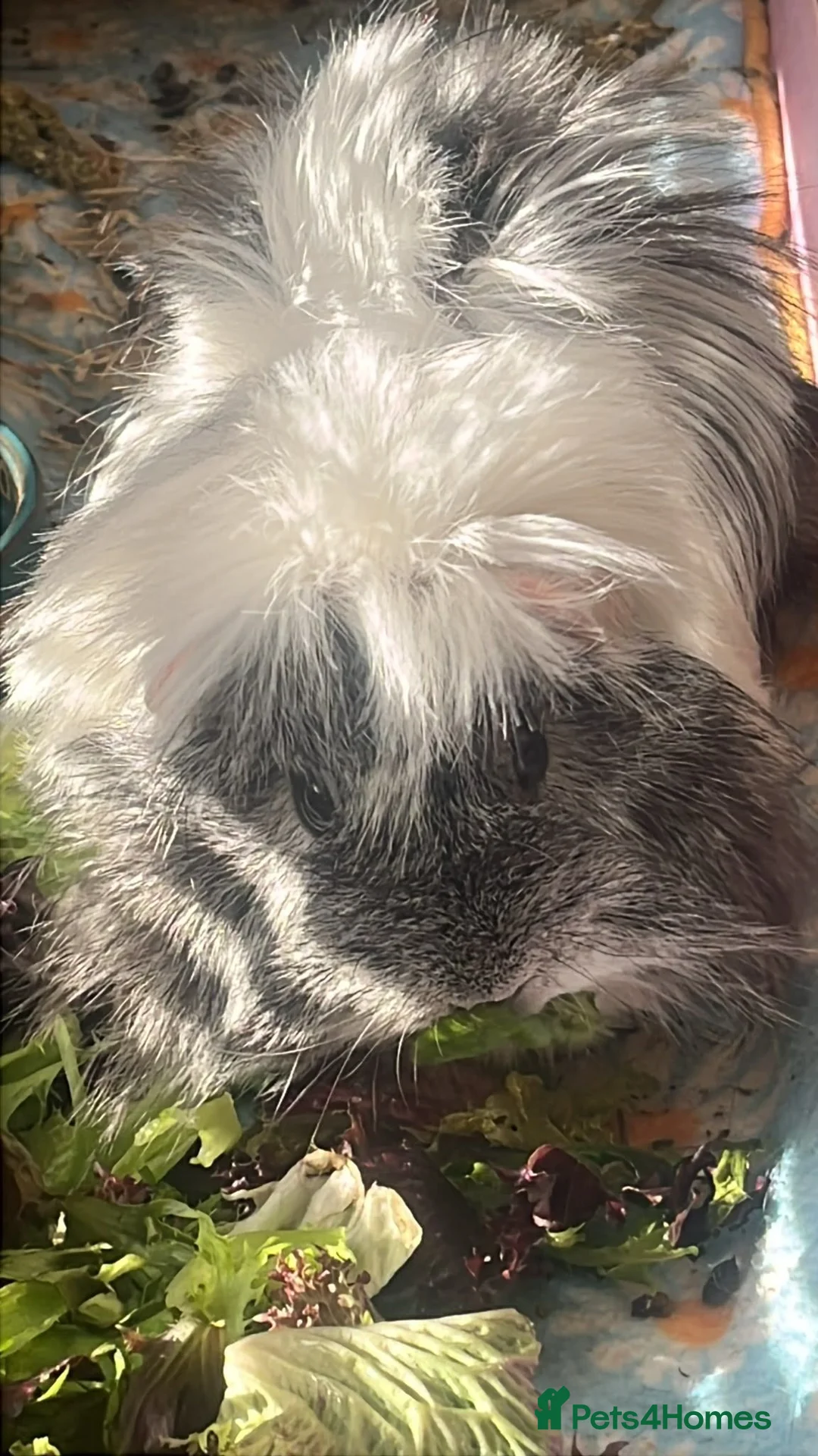 Guinea Pig rodents for sale: Beautiful Male guinea pig, very sweet but shy. in Llandudno Junction - Advert 2