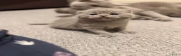 British Shorthair cats for stud: Cat for stunning - Advert 7