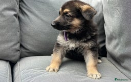 German Shepherd dogs for sale: *READY NOW!!* KC DNA BVA German Shepherds - Image 9
