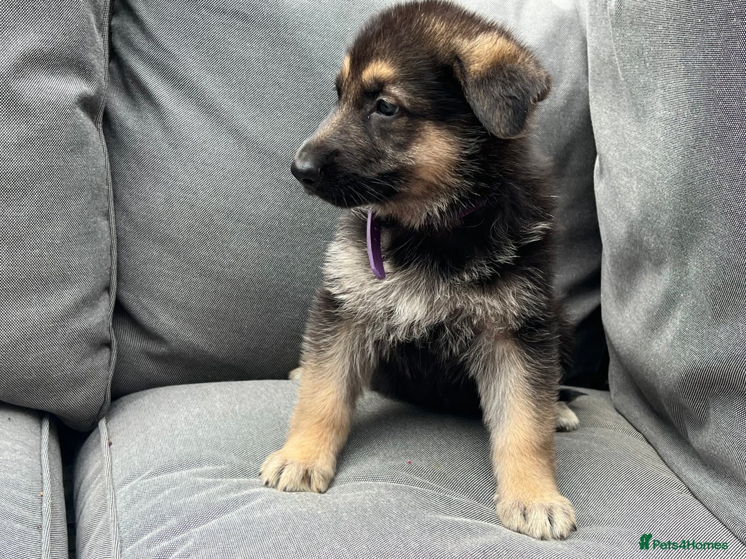 German Shepherd dogs for sale: *READY NOW!!* KC DNA BVA German Shepherds - Image 9