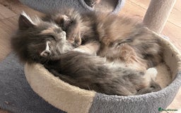Maine Coon cats for sale: Beautiful female full Maine coon kittens  - Image 4