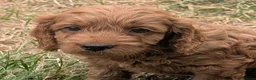 Cockapoo dogs for sale: Licensed breeder, health tested F1 cockapoo pups - Advert 31