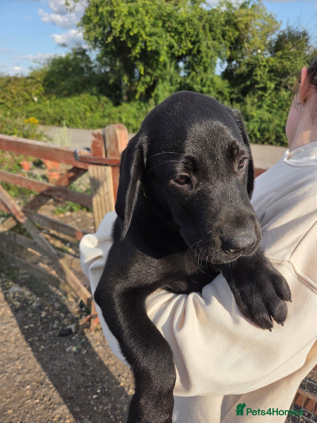 Labrador Retriever dogs for sale: Kc registered Labrador puppies  - Image 6