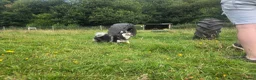 Pomsky dogs for sale: Pomsky Puppys For Sale - Advert 12