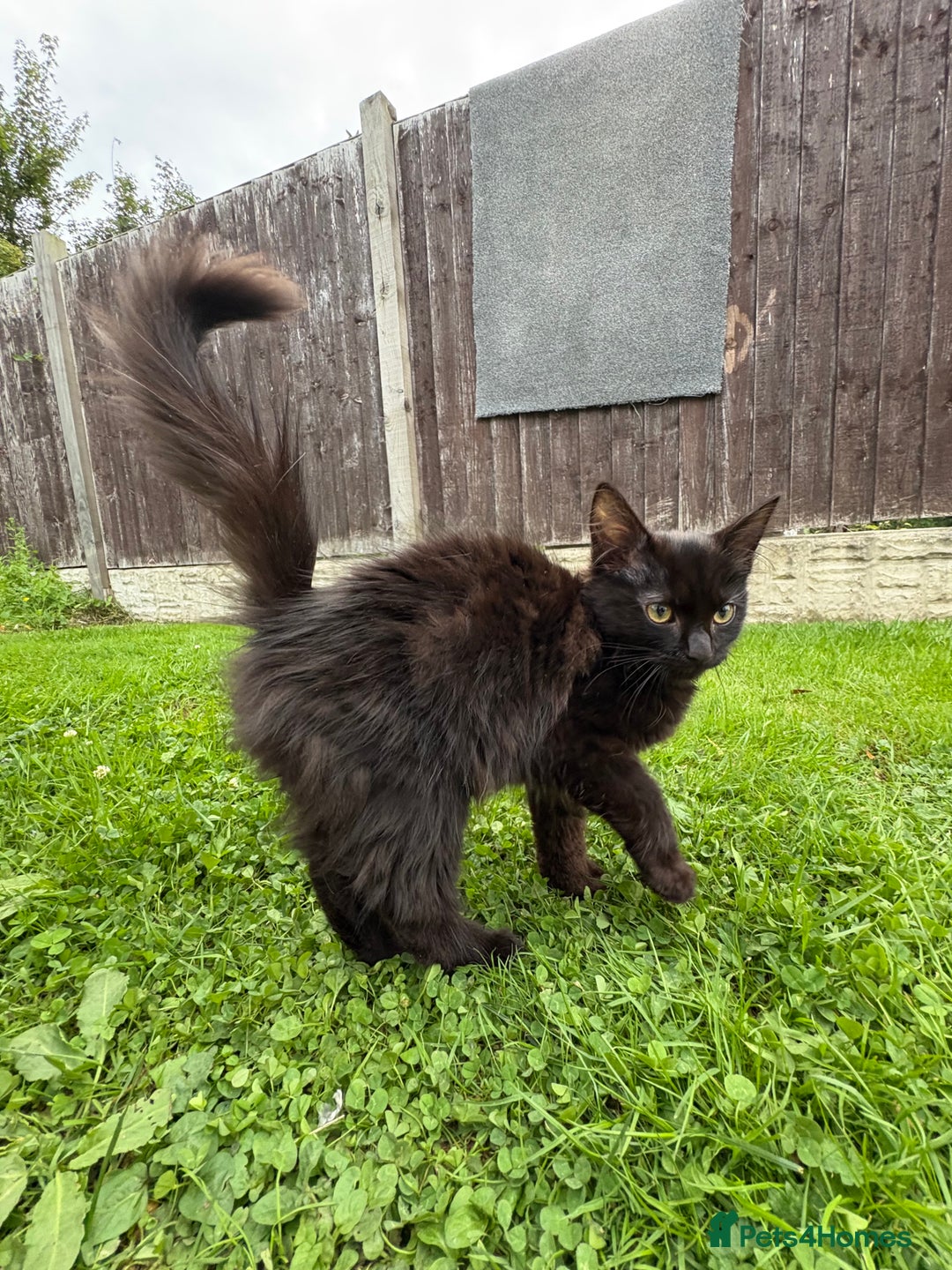Norwegian Forest Cat cats for sale: Norwegian Forest Kittens - Image 10