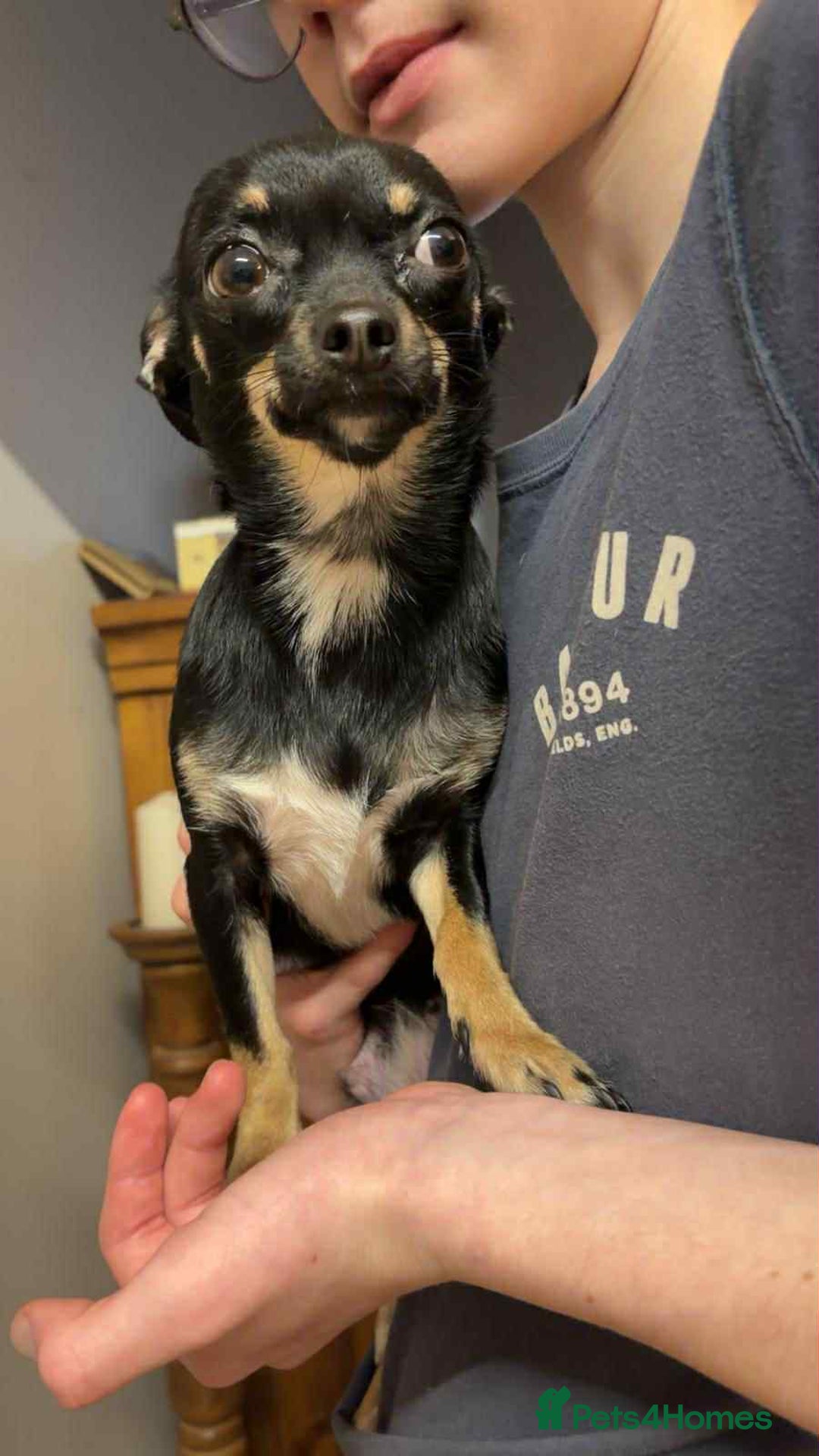 Chihuahua dogs for sale: Chihuahua pups. - Advert 1