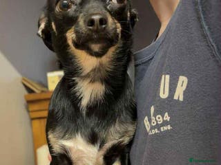 Chihuahua dogs Chihuahua pups. - Advert 2