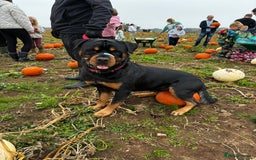 Rottweiler dogs for stud: 2.5 year old Rottweiler for stud  - Advert 11